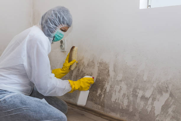 Best Mold Odor Removal Services  in USA